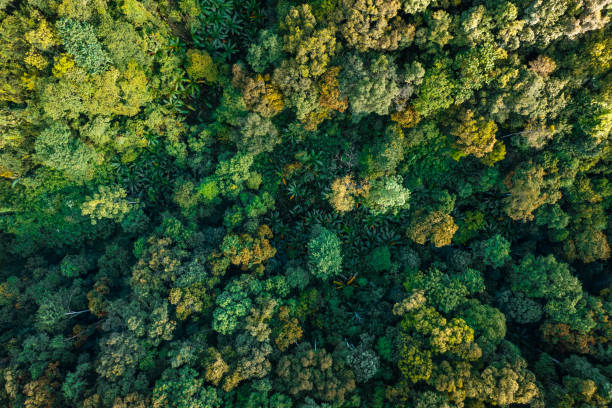 istock Aerial view road through green forest 1415704232