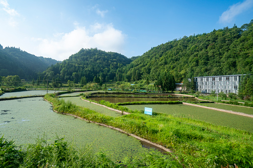 Rural scenery in China