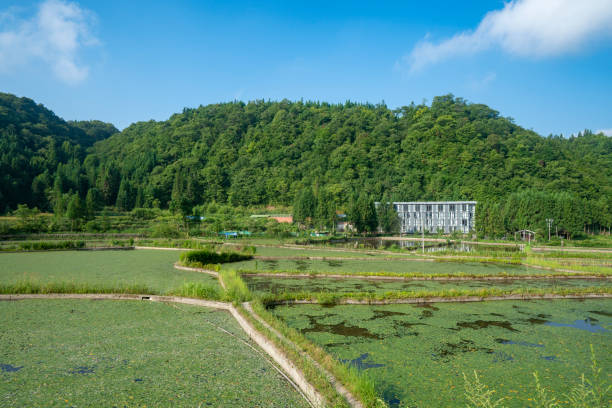 istock Farmers are picking crops in the fields 1415708344