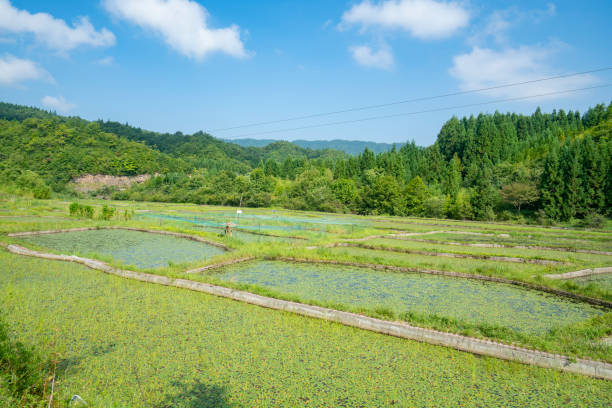 istock Farmers are picking crops in the fields 1415708397