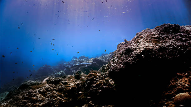 istock A Blacktip reef shark at a coral reef 1415709111