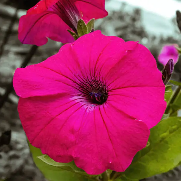 A group of pink petunia flowers in the garden.  Petunia violacea