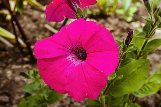 A group of pink petunia flowers in the garden.  Petunia violacea