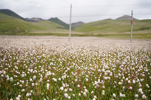 The beautiful flower sea on the Tibetan Plateau of China