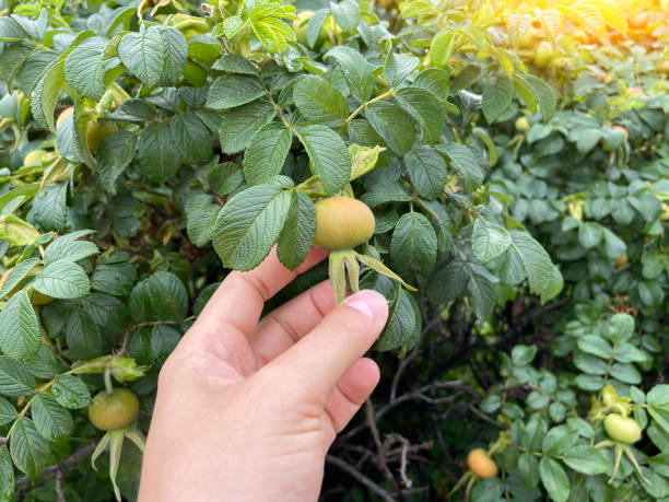 Ripe rosehip berries on the branch with leaves, Rosa majalis, dogrose. Selective focus Dog rose fruits Rosa canina. Wild rose hips in nature. fruit are used for herbal teas, jam, jelly, syrup, soup, beverages, pies wild rose hip stock pictures, royalty-free photos & images