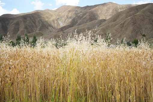 Golden wheat fields and mountains