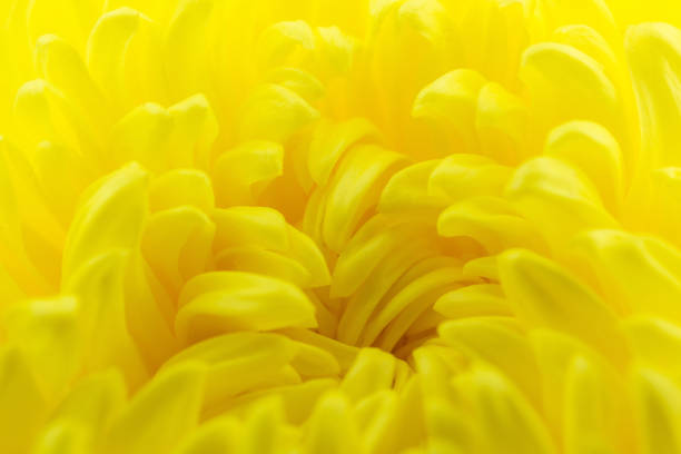 Yellow chrysanthemum