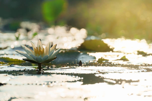lotus flower in sunrise