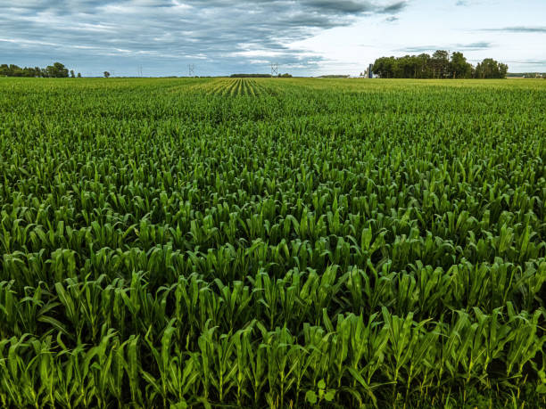 istock Young Corn Stalks on a rural Wisconsin Farm 1415710751