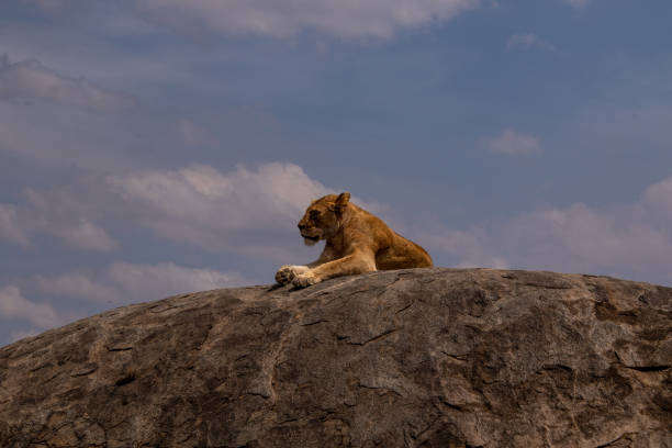 istock A lioness laying on a stone hill 1415711695