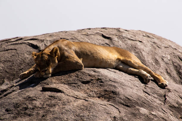 istock A lioness laying in the sun 1415711703