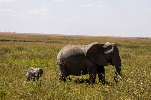 istock A baby elephant following it's mother 1415711721