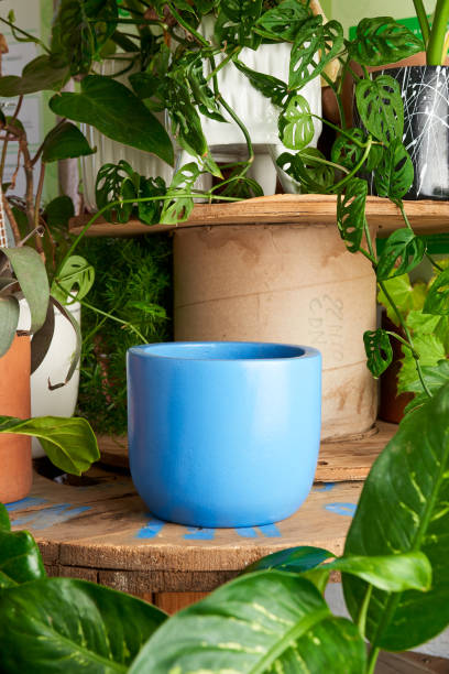 istock blue clay pot for plants on a wooden table 1415711814