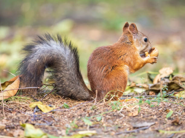 istock Autumn squirrel with nut sits on green grass with fallen yellow leaves 1415712662