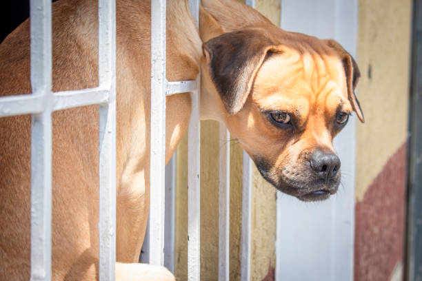 istock Beautiful portrait of a dog 1415712780