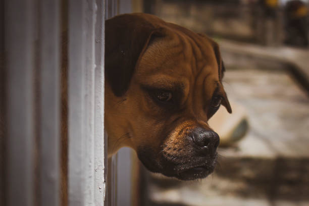 istock Beautiful portrait of a dog 1415712837