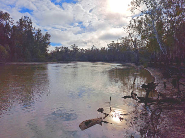 istock Barmah National Park, Victoria, Australia 1415713801