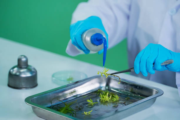a team of research scientists work and experiment on plant tissue culture. in the plant research laboratory focus, education concept - telephone doctor medical exam healthcare and medicine imagens e fotografias de stock