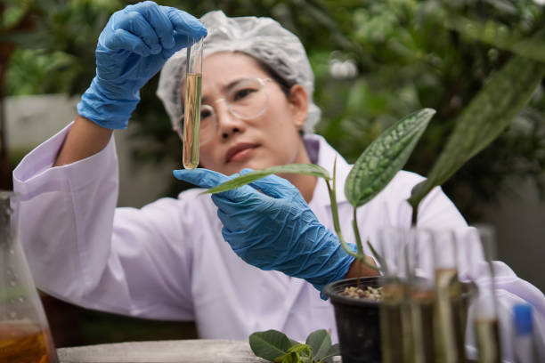 istock Scientists research plant-based medicines. natural organic extraction and science in glassware to make alternative herbal medicines skin care beauty products Laboratory concept and development 1415713901