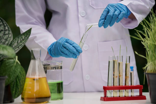 istock Scientists research plant-based medicines. natural organic extraction and science in glassware to make alternative herbal medicines skin care beauty products Laboratory concept and development 1415713920