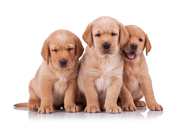 istock three adorable little labrador retriever 141571427