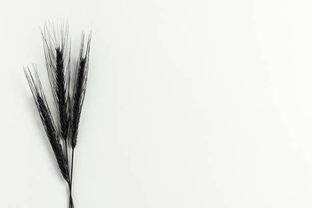 白い背景に3つの黒い小麦の耳。 - 1932 ストックフォトと画像