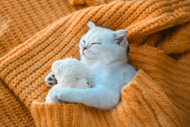 zbliżenie białego szkockiego kotka śpiącego z zabawkowym misiem na pomarańczowym swetrze z dzianiny. - kitten color image cute feline zdjęcia i obrazy z banku zdjęć