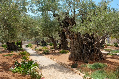 Garden of Gethsemane on the Mount of Olives
