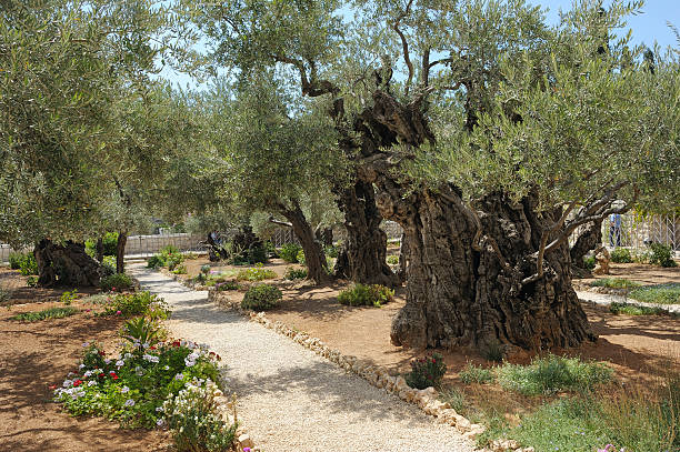 Jardim de Getsêmani - fotografia de stock