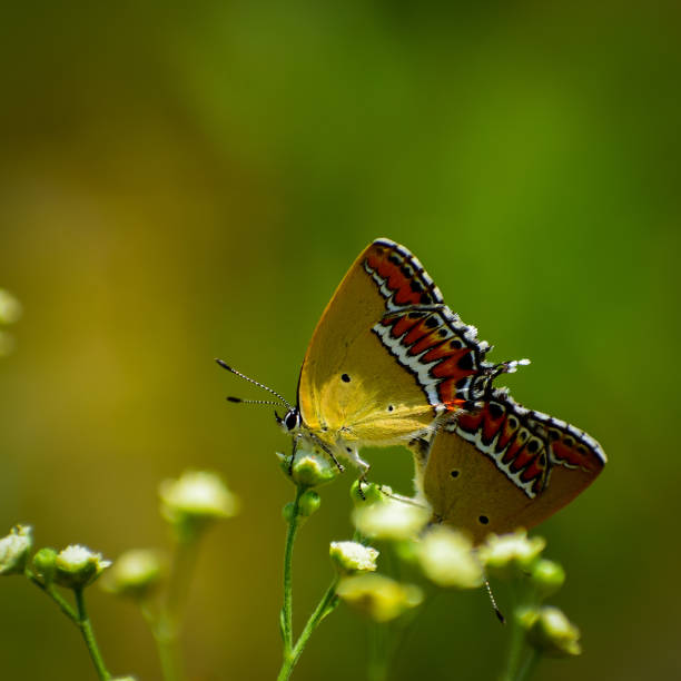 istock Mating pair of sorrel sapphire butterfly on flower 1415721156