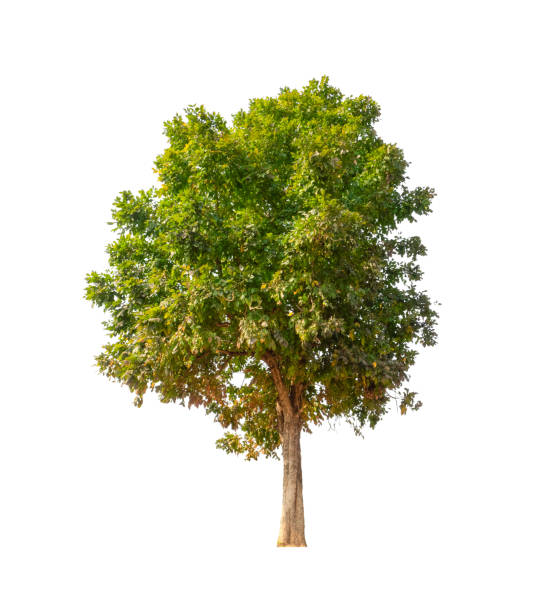 istock Trees that are isolated on a white background 1415723287
