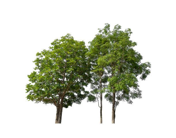 istock Trees that are isolated on a white background are suitable for both printing and web pages 1415723303
