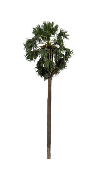 istock sugar palm that are isolated on a white background 1415723464