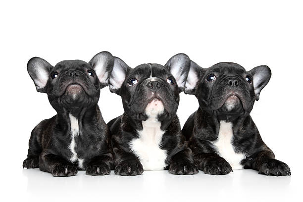 istock French bulldog puppies on a white background 141572379