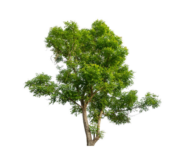 Trees that are isolated on a white background are suitable for both printing and web pages stock photo