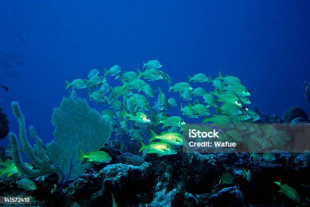 Grunts Stock Photo - Download Image Now - Caribbean, Caribbean Sea, Coral - Cnidarian