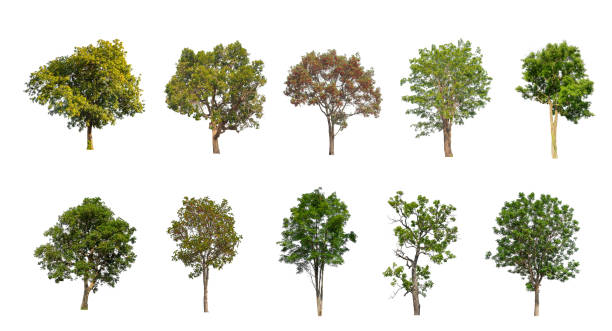 istock Set of Isolated trees on white background 1415724212