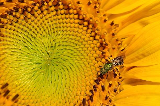 Close up of sunflower center and green metalic bee stock photo