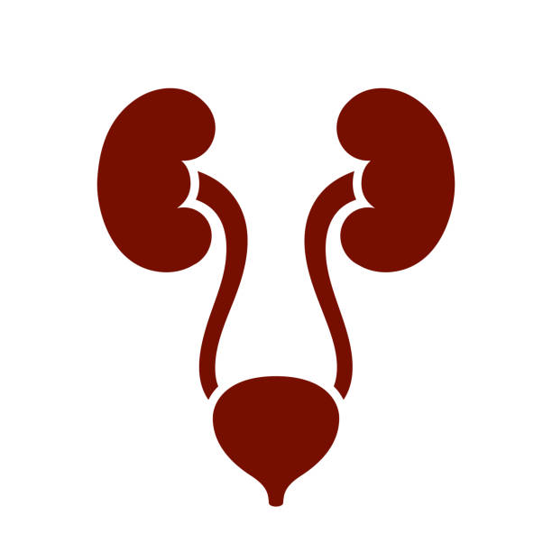 Human renal system, kidneys and bladder silhouette Human renal system vector illustration isolated on white background bladder stock illustrations