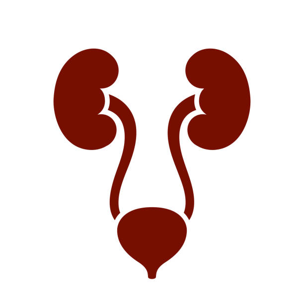 Human renal system, kidneys and bladder silhouette Human renal system vector illustration isolated on white background medulla stock illustrations