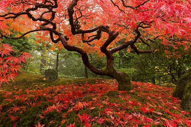 Japanese Maple with fall colors A Japanese maple showing it's fall colors.  Leaves cover a mossy floor. portland japanese garden stock pictures, royalty-free photos & images