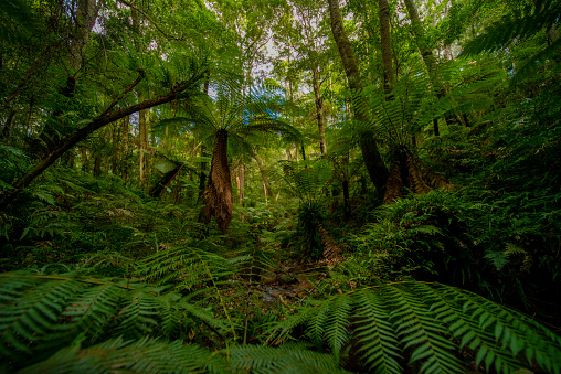 A nature paradise, beautiful rain forest on the far south coast of N.S.W. Near Merimbula.