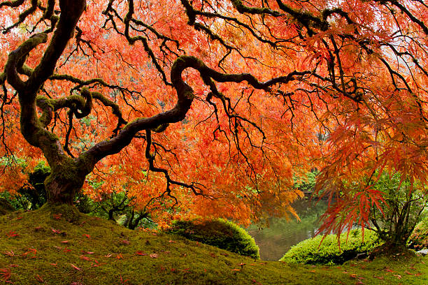 istock Japanese Maple on foggy day 141572642
