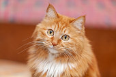 istock cute ginger cat 1415726555