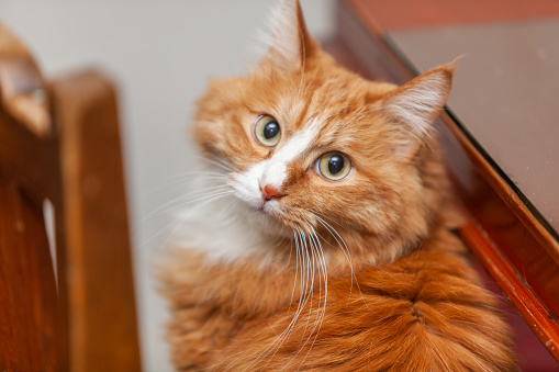 cute ginger cat