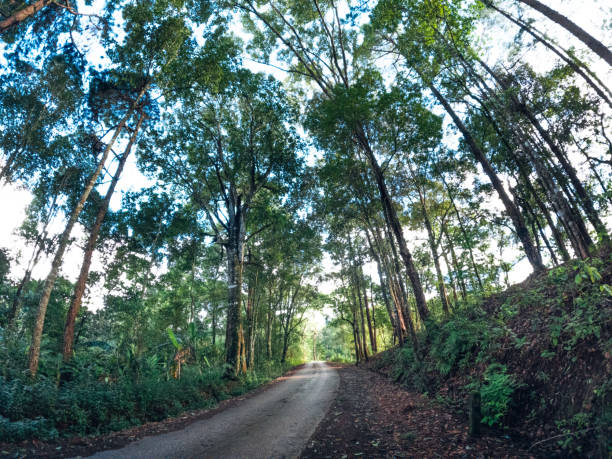 istock trees and road uphill in the evening 1415728233