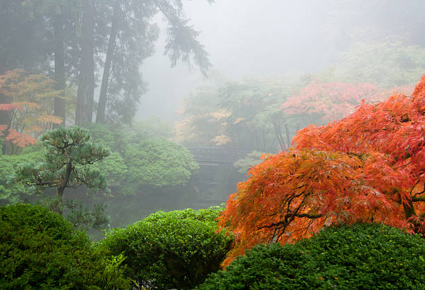 istock Japanese Maple on foggy day 141572825