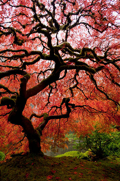 istock Japanese Maple on foggy day 141572833