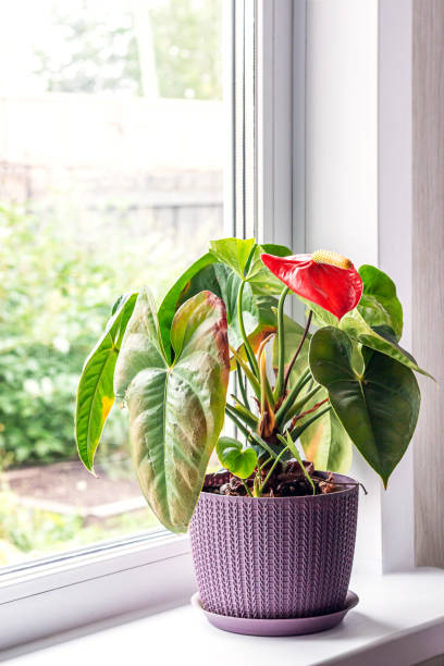 Leaves diseases of Anthurium. Leaves have brown spots and dry. Leaf blight or leaf spot. Indoor Plant Problems. Improper care stock photo