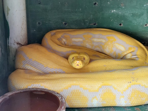 The albino python in the cage is relaxing and looking at the camera